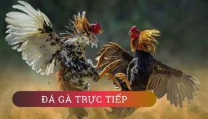 Cách Chơi Đá Gà GA28 Tại 77Win Hiệu Quả Cho Người Bet Kinh Nghiệm
