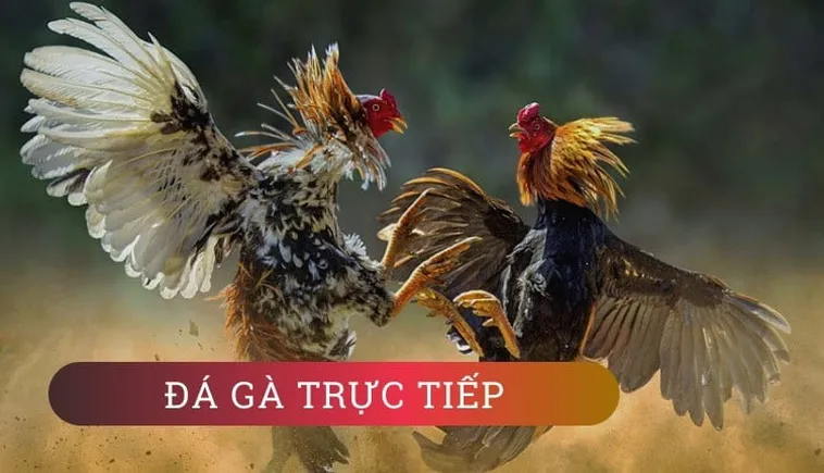 Cách Chơi Đá Gà GA28 Tại 77Win Hiệu Quả Cho Người Bet Kinh Nghiệm