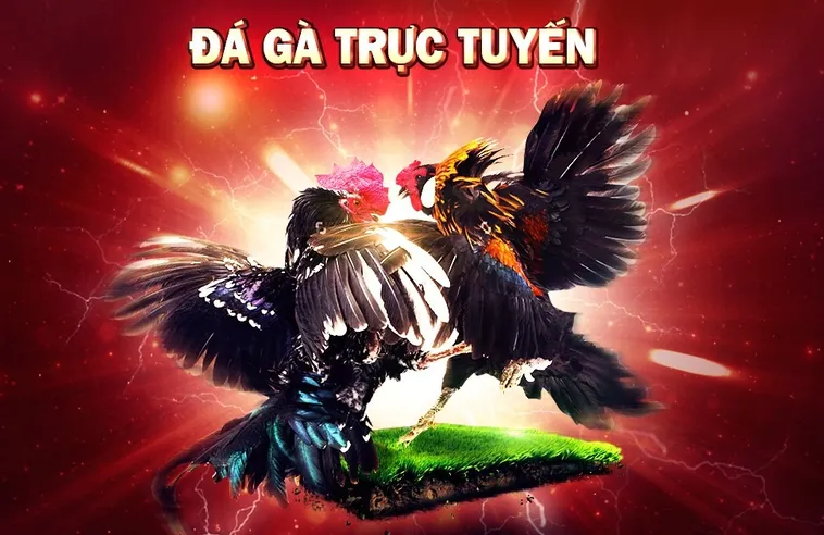 Kinh Nghiệm Chơi Đá Gà 3D Tại 77Win Từ Cao Thủ Cá Cược Trực Tuyến