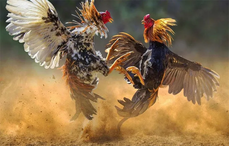 Cách Chơi Đá Gà WS168 Tại 77Win Chuẩn Kinh Nghiệm Cho Người Cá Cược Lão Luyện